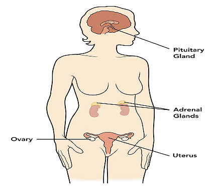 Primary Amenorrhea