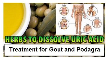 Natural Treatment for podagra or gout and to dissolve the salts and uric acid sediments