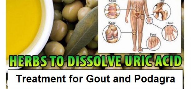 Natural Treatment for podagra or gout and to dissolve the salts and uric acid sediments