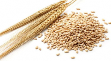 Nutrition facts and Nutritional information of Barley