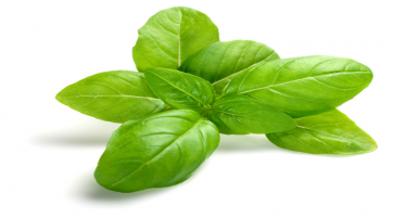 Nutrition facts and Nutritional information of Basil