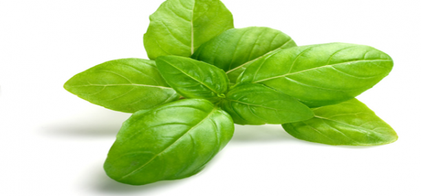 Nutrition facts and Nutritional information of Basil