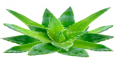 Nutrition facts and Nutritional information of Aloe Vera