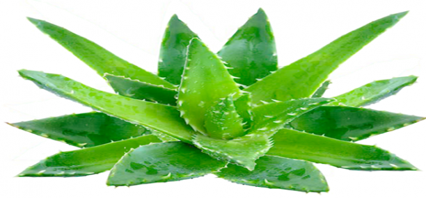 Nutrition facts and Nutritional information of Aloe Vera