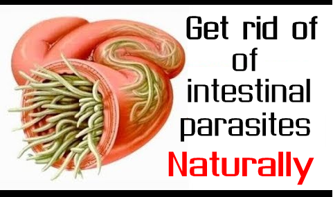 How to get rid of intestinal worms in humans naturally