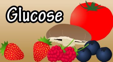 What is glucose and what does the body use glucose for